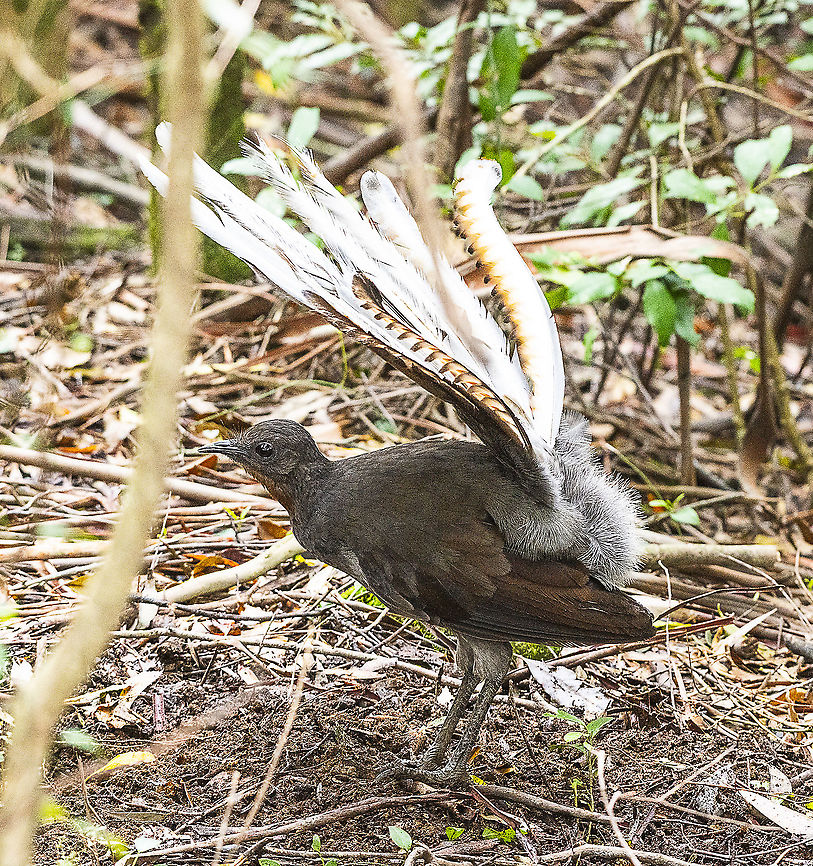 Superb Lyrebird  Australia,Geotagged,Menura novaehollandiae,Spring,Superb Lyrebird