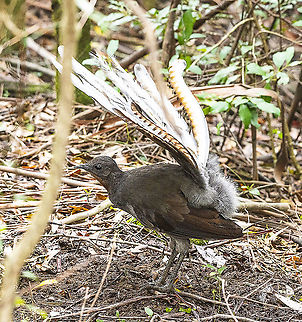 Superb Lyrebird  Australia,Geotagged,Menura novaehollandiae,Spring,Superb Lyrebird