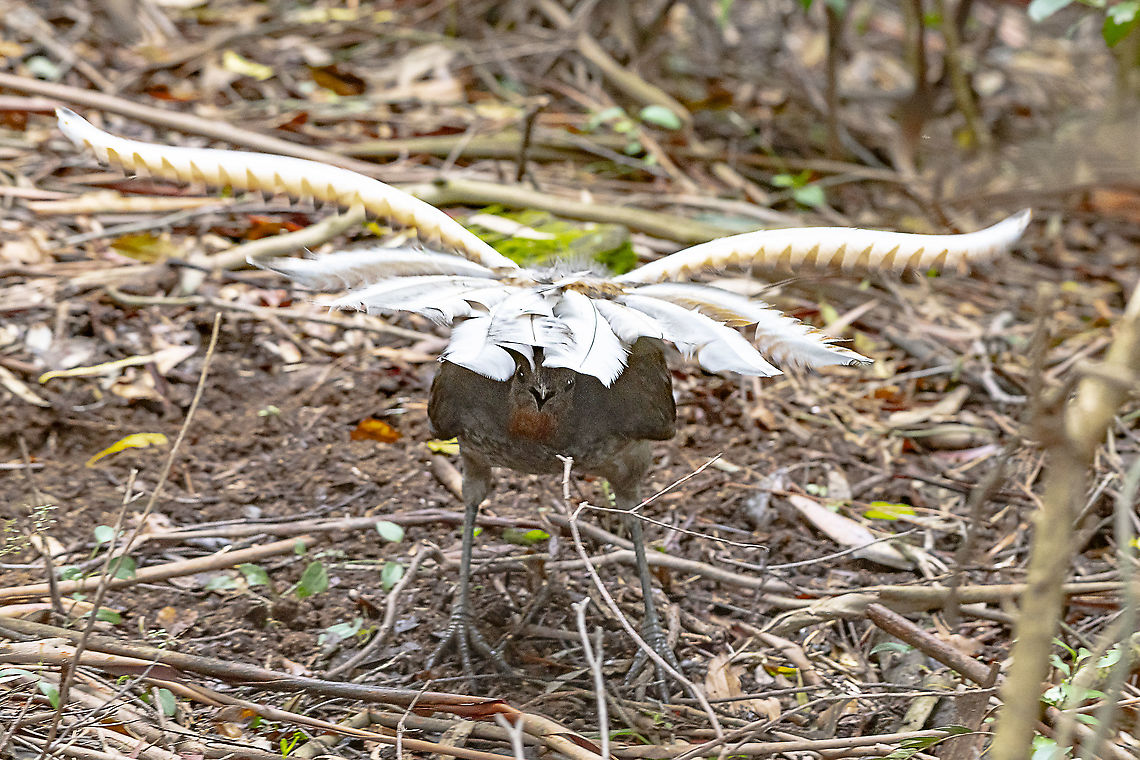 Superb Lyrebird - Male I believe this is a male performing a mating dance. Australia,Geotagged,Menura novaehollandiae,Spring,Superb Lyrebird