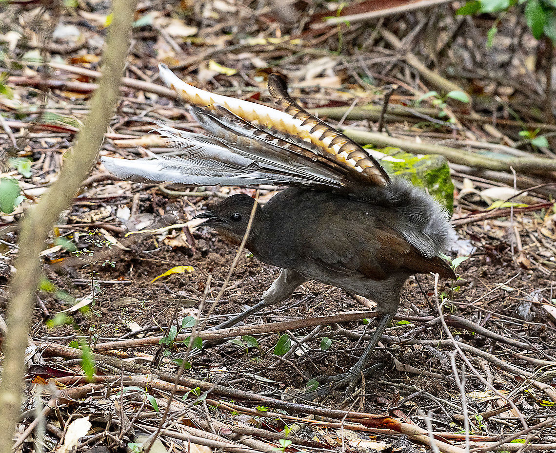 Superb Lyrebird A very raucous mimic Australia,Geotagged,Menura novaehollandiae,Spring,Superb Lyrebird