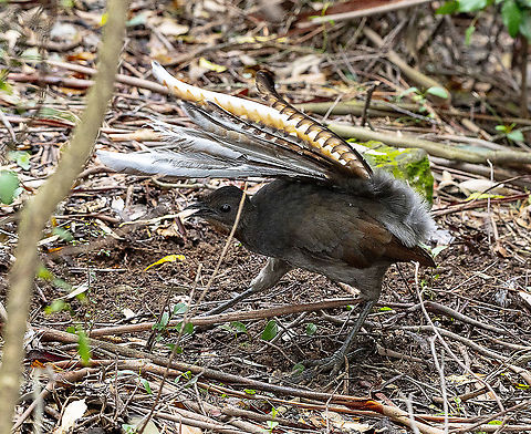 Superb Lyrebird A very raucous mimic Australia,Geotagged,Menura novaehollandiae,Spring,Superb Lyrebird