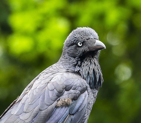 Australian Raven I just love the throat feathers - or hackles. Not a bad beak 'moustache' as well. And look at those ivory eyes Australia,Australian raven,Corvus coronoides,Geotagged,Spring