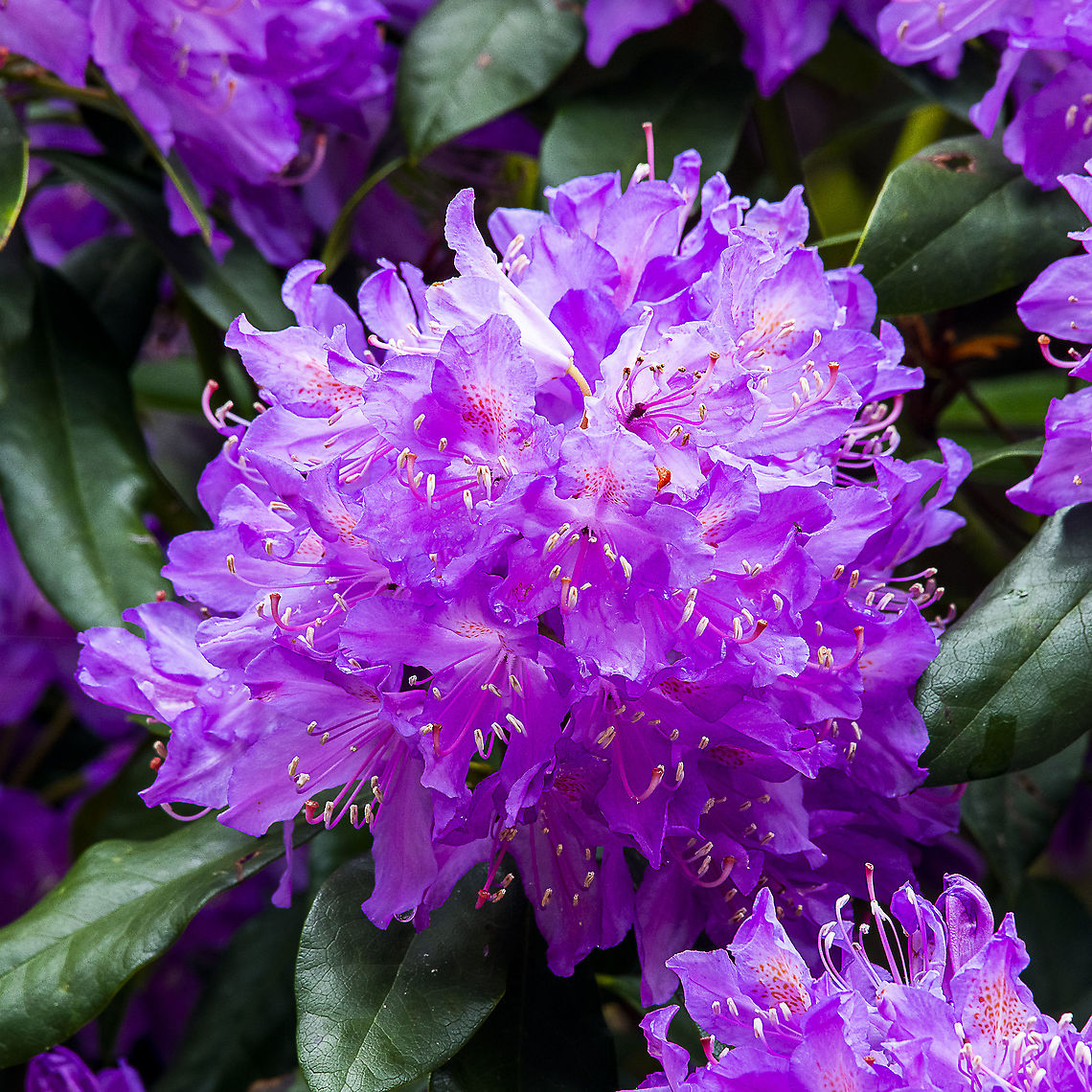 Rhododendron ponticum - Common Rhododendron Found from Bulgaria to  Caucasus and Lebanon Australia,Geotagged,Rhododendron ponticum,Spring