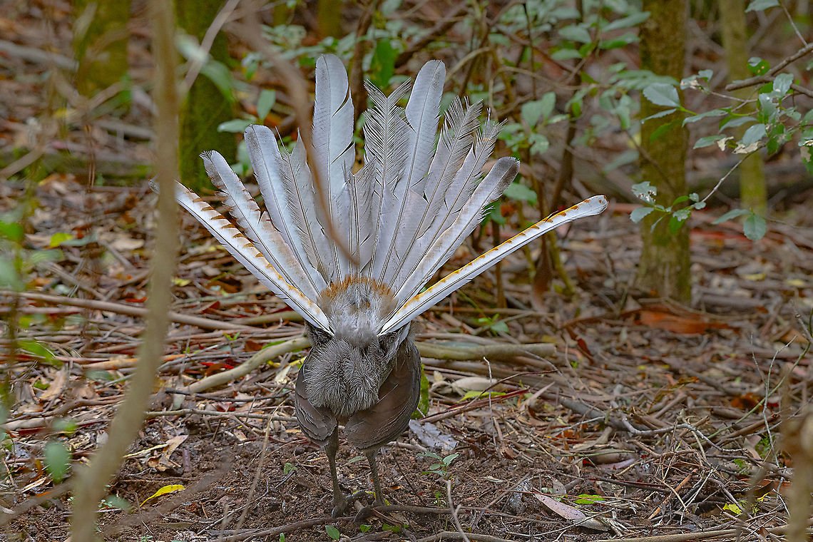 Superb Lyrebird - Rear view  Australia,Geotagged,Menura novaehollandiae,Spring,Superb Lyrebird