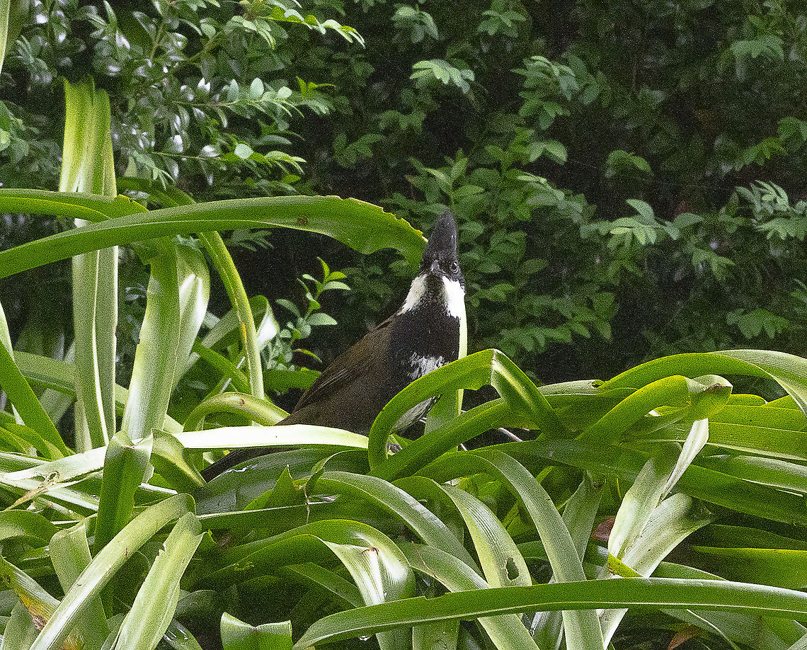 Eastern Whipbird - A fleeting look  Australia,Eastern Whipbird,Geotagged,Psophodes olivaceus,Spring