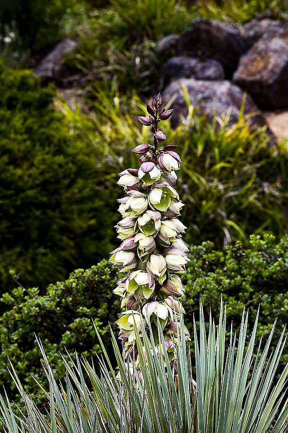 Yucca Glauca - Soapweed In the Botanic Gardens Mt Tomah NSW Australia,Geotagged,Great Plains yucca,Spring,Yucca glauca