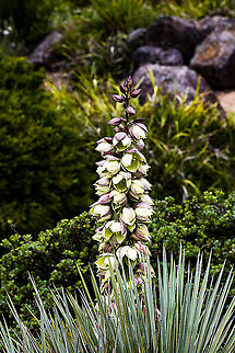 Yucca Glauca - Soapweed In the Botanic Gardens Mt Tomah NSW Australia,Geotagged,Great Plains yucca,Spring,Yucca glauca