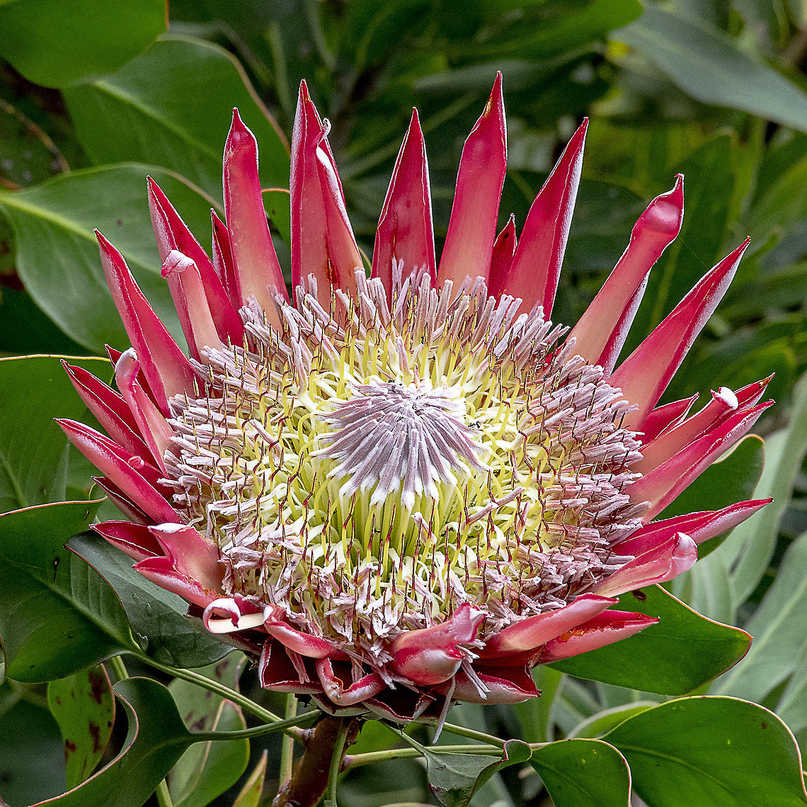 Pretty Protea - The King (Queen) Protea  Australia,Geotagged,King protea,Protea cynaroides,Spring