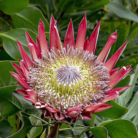 Pretty Protea - The King (Queen) Protea  Australia,Geotagged,King protea,Protea cynaroides,Spring