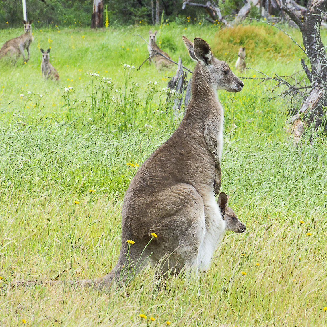 Two heads are better than one. Eastern Grey Kangaroo  Australia,Eastern grey kangaroo,Geotagged,Macropus giganteus,Spring