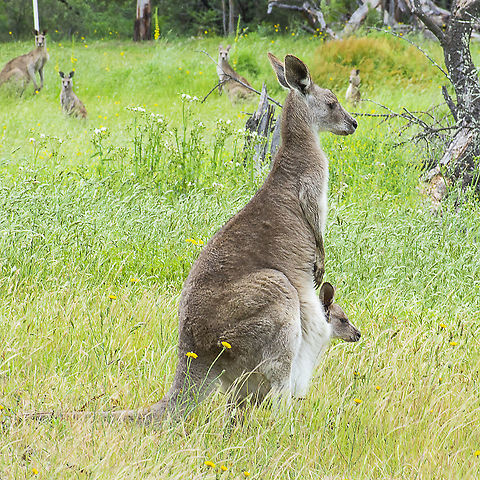 Two heads are better than one. Eastern Grey Kangaroo  Australia,Eastern grey kangaroo,Geotagged,Macropus giganteus,Spring