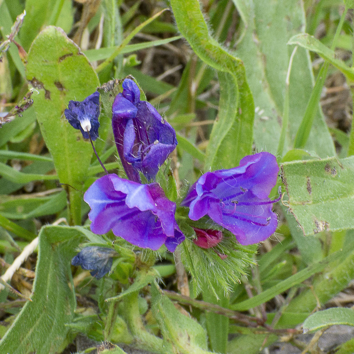 Paterson's Curse Also known as Salvation Jane and Riverina bluebell Australia,Echium plantagineum,Geotagged,Spring