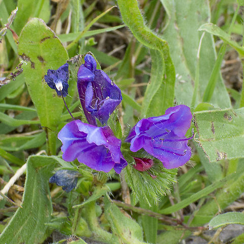Paterson's Curse Also known as Salvation Jane and Riverina bluebell Australia,Echium plantagineum,Geotagged,Spring