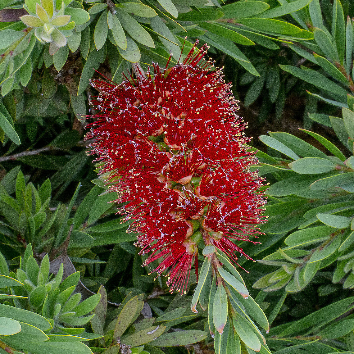 Crimson Bottlebrush  Australia,Callistemon citrinus,Crimson Bottlebrush,Geotagged,Spring