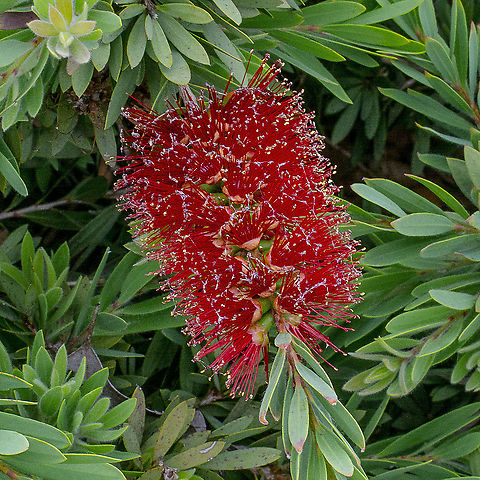 Crimson Bottlebrush  Australia,Callistemon citrinus,Crimson Bottlebrush,Geotagged,Spring