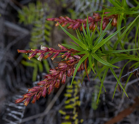 Dracophyllum Secundum - Necklace Heath  Australia,Dracophyllum secundum,Geotagged,Necklace Heath,Spring