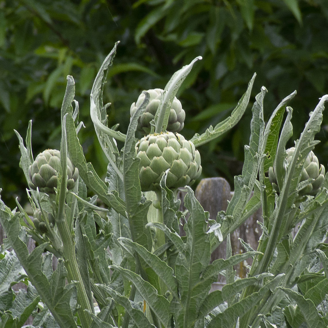 Cynara cardunculus var. scolymus In a restaurant garden Australia,Cardoon,Cynara cardunculus,Geotagged,Spring