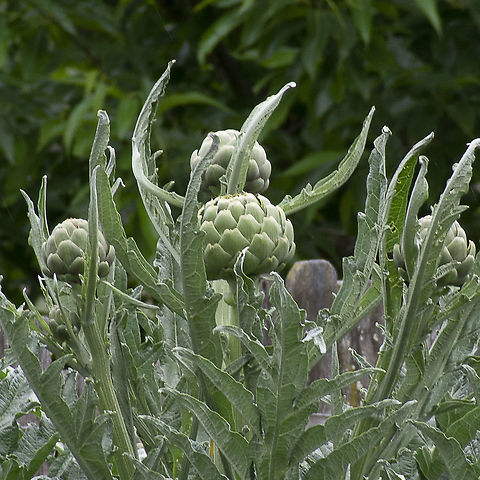 Cynara cardunculus var. scolymus In a restaurant garden Australia,Cardoon,Cynara cardunculus,Geotagged,Spring