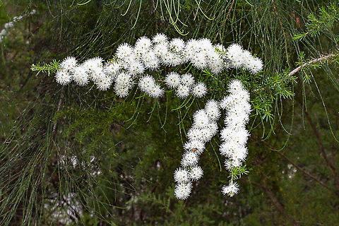 Kunzea ambigua  Australia,Geotagged,Kunzea ambigua,Spring,Tick bush