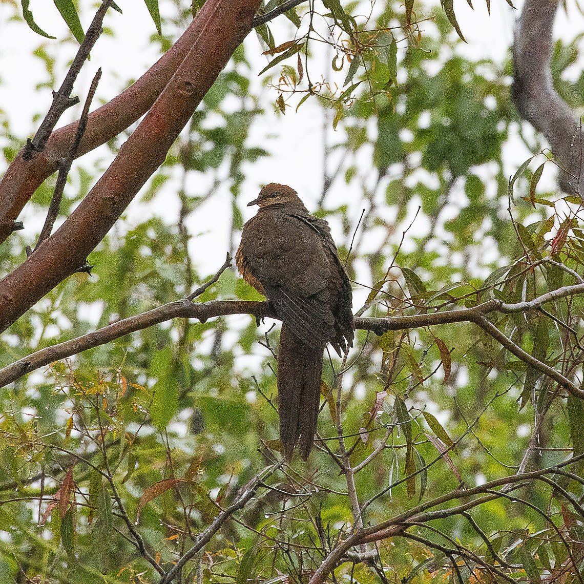 Rain- sodden Brown Cuckoo Dove  Australia,Geotagged,Macropygia amboinensis,Slender-billed cuckoo-dove,Spring