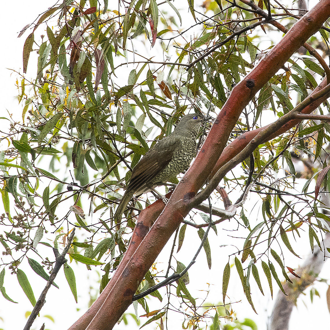 Rain - sodden Satin Bowerbird - female  Ptilonorhynchus violaceus,Satin Bowerbird