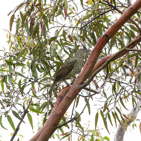 Rain - sodden Satin Bowerbird - female  Ptilonorhynchus violaceus,Satin Bowerbird