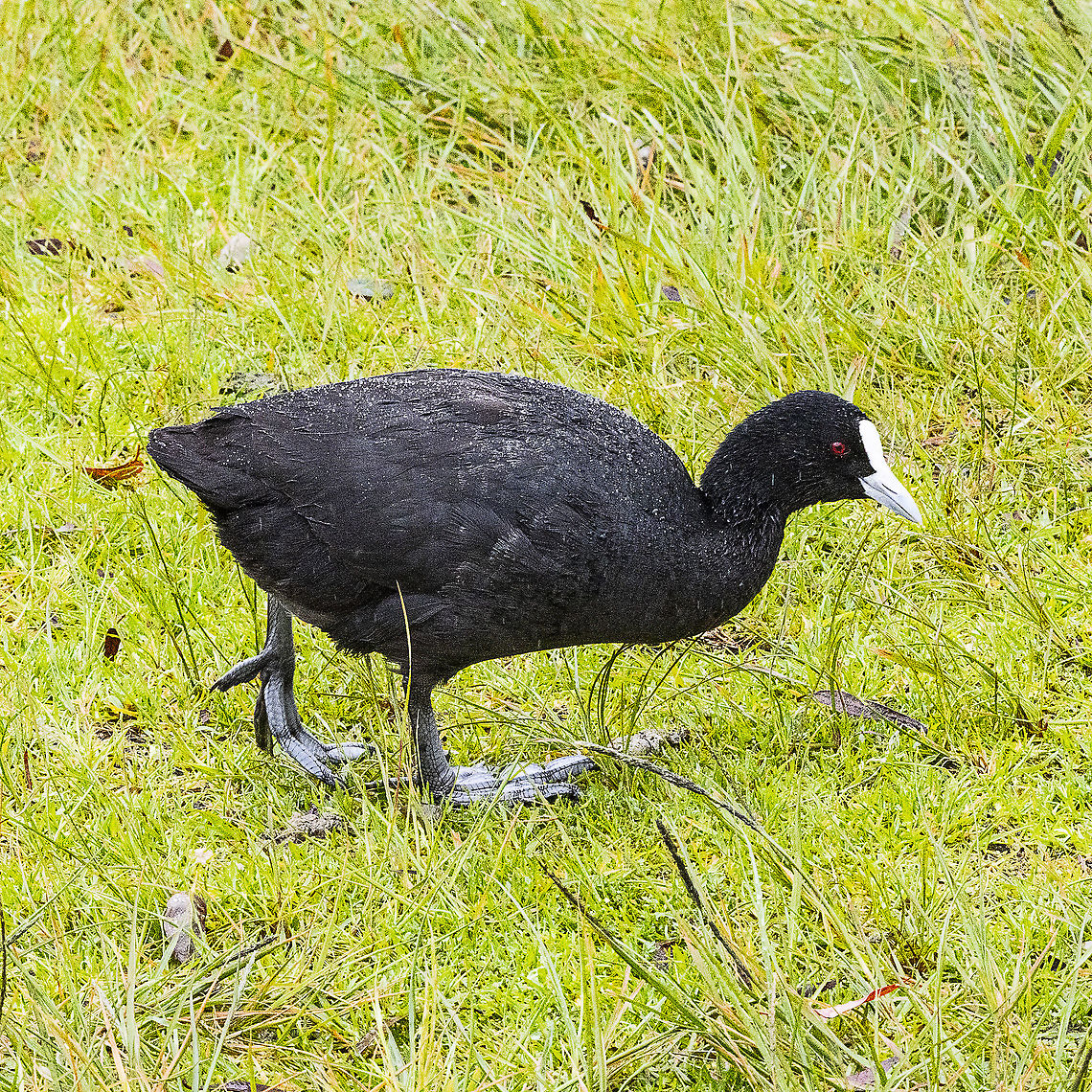 Water Repellent - Eurasian Coot Crazy prehistoric feet Australia,Eurasian coot,Fulica atra,Geotagged,Spring