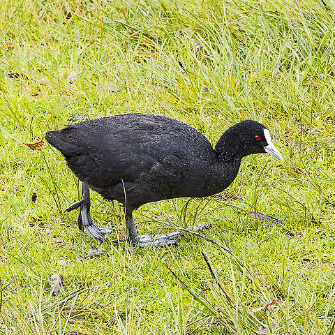 Water Repellent - Eurasian Coot Crazy prehistoric feet Australia,Eurasian coot,Fulica atra,Geotagged,Spring