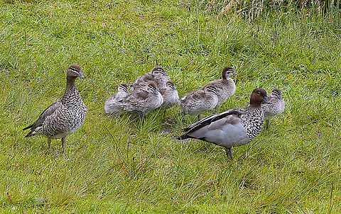 Family Photo  Anas superciliosa,Australia,Geotagged,Pacific black duck,Spring