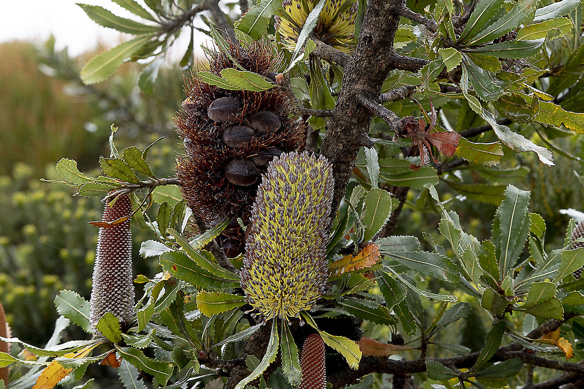 Saw Banksia - Three stages  Australia,Banksia serrata,Geotagged,Saw banksia,Spring