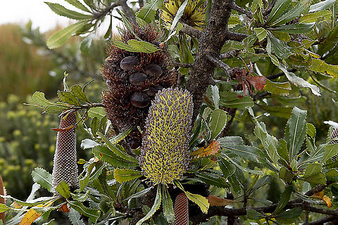 Saw Banksia - Three stages  Australia,Banksia serrata,Geotagged,Saw banksia,Spring