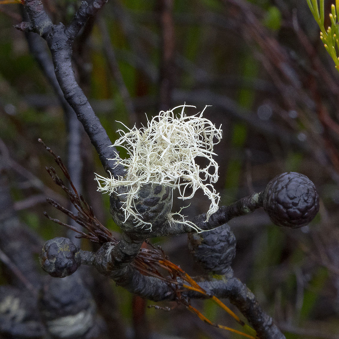 Usnea inermis - Motyka (1936) Usnea is a genus of mostly pale grayish-green fruticose lichens that grow like leafless mini-shrubs or tassels anchored on bark or twigs.[1]: 203  The genus is in the family Parmeliaceae. It grows all over the world. Members of the genus are commonly called old man&#039;s beard, or beard lichen.[1]: 203 <br />
Like other lichens it is a symbiosis of two or three fungi and an alga.[2] In Usnea, the fungus belongs to the division Ascomycota, while the alga is a member of the division Chlorophyta. <br />
<br />
<a href="https://en.wikipedia.org/wiki/Usnea" rel="nofollow">https://en.wikipedia.org/wiki/Usnea</a> Australia,Bushy Beard Lichen,Geotagged,Lichen,Spring,Usnea,Usnea merrillii