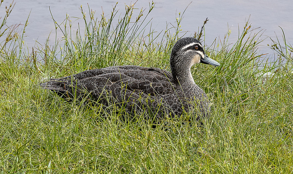 Dabbles - Pacific black duck  Anas superciliosa,Australia,Geotagged,Pacific black duck,Spring