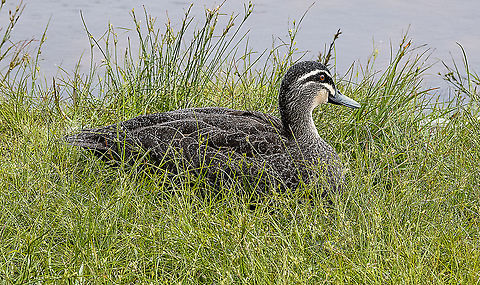 Pacific Black Duck