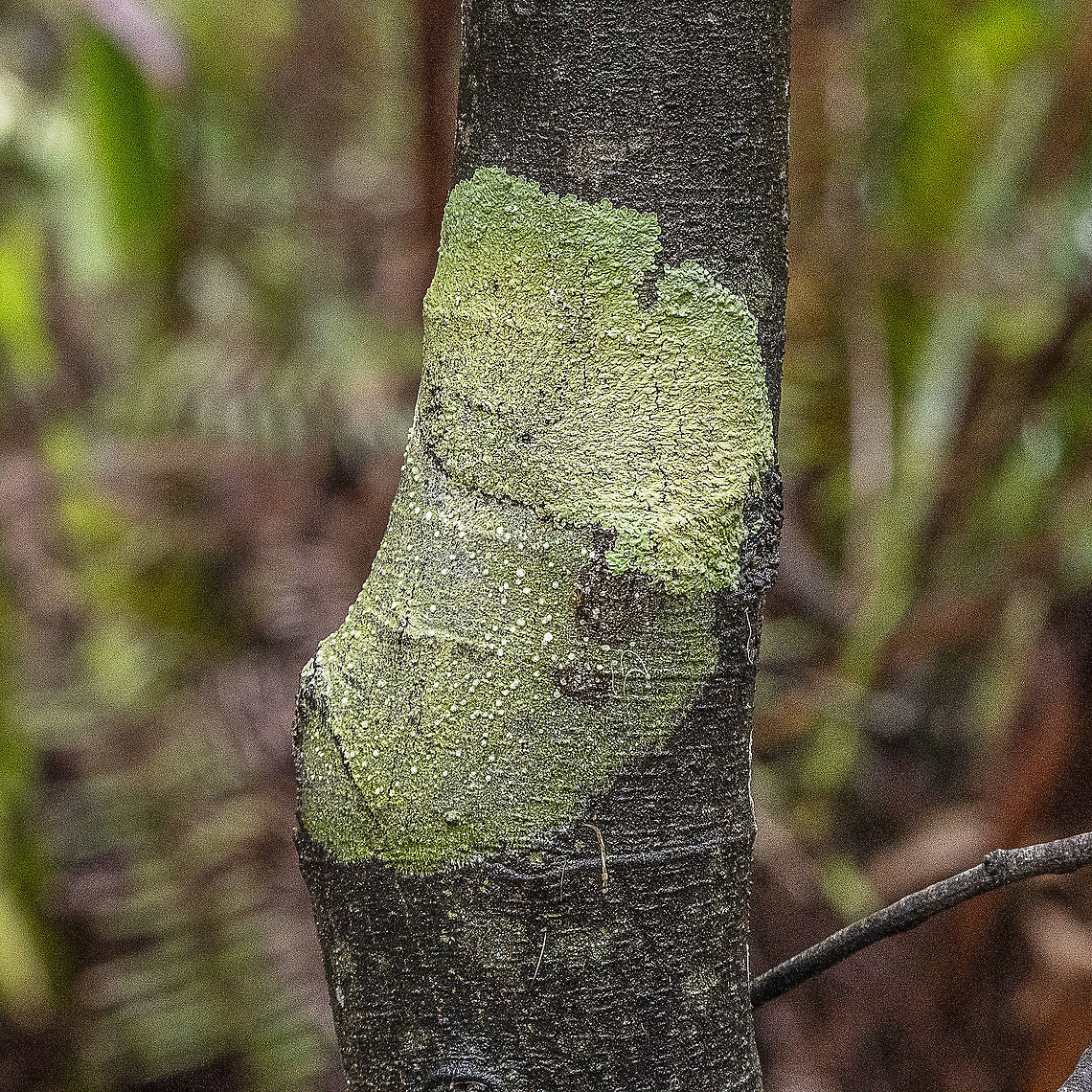 I'm Likin' It  Australia,Geotagged,Spring