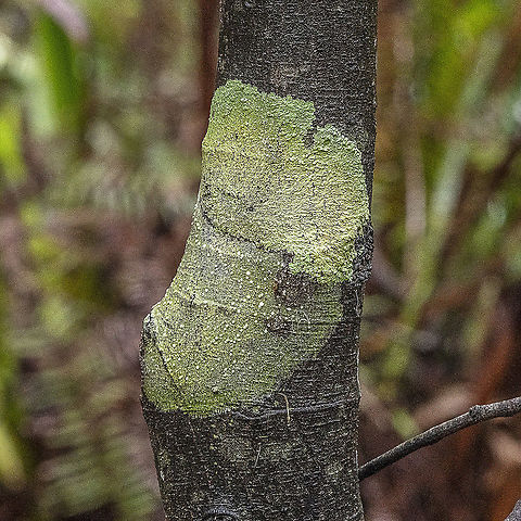 I'm Likin' It  Australia,Geotagged,Spring