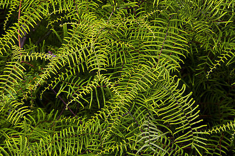 Gleichenia dicarpa This pouched coral fern helps to protect the very thin soiuls of the Blue Mountains Australia,Geotagged,Gleichenia dicarpa,Pouched coral fern,Spring