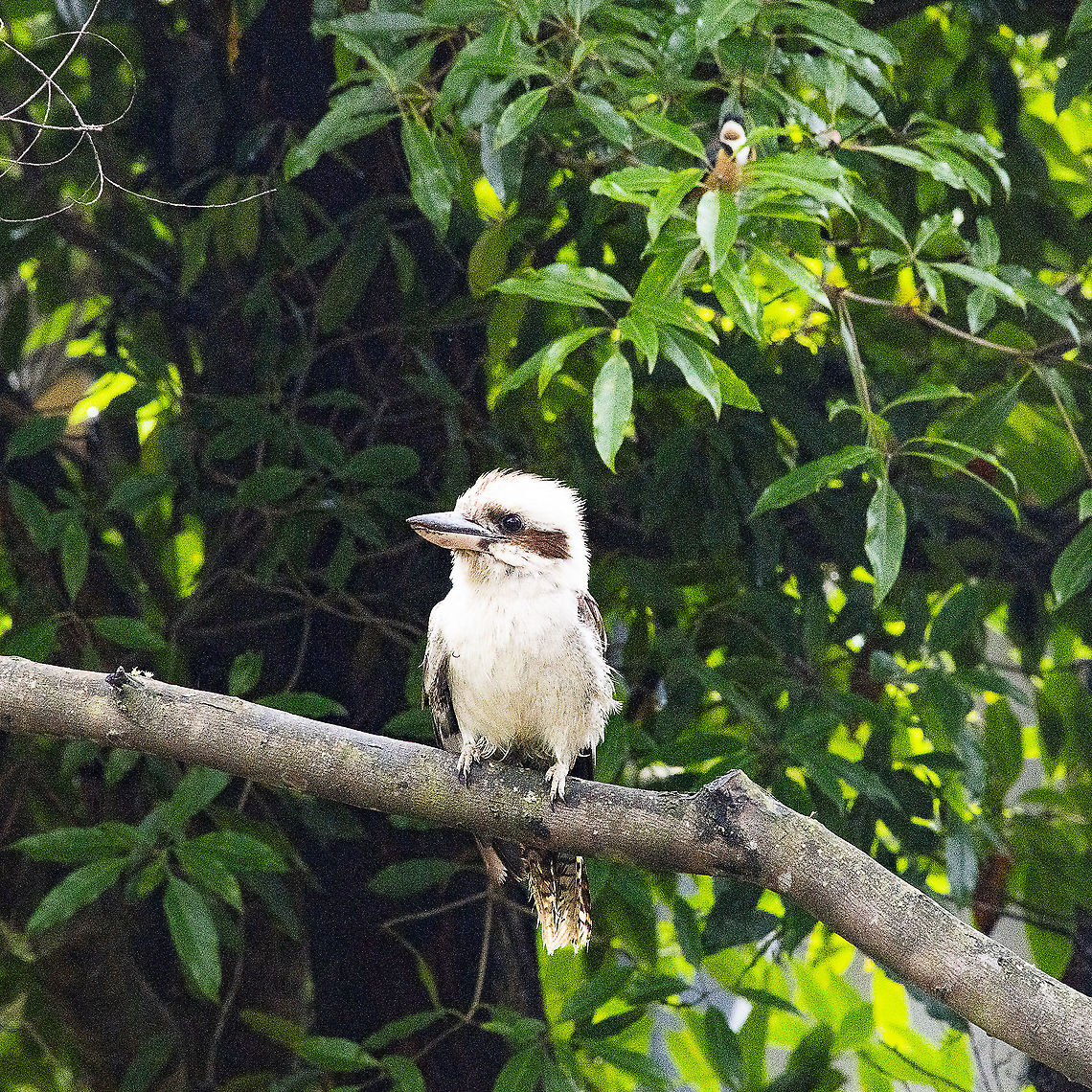 Laughing Kookaburra and Eastern Spinebill mate. Of the 2 species of kookaburra found in Australia, the laughing kookaburra is the best-known and the largest of the native kingfishers. With its distinctive riotous call, the laughing kookaburra is commonly heard in open woodlands and forests throughout NSW national parks, making these ideal spots for bird watching.<br />
<br />
<a href="https://www.nationalparks.nsw.gov.au/plants-and-animals/kookaburra" rel="nofollow">https://www.nationalparks.nsw.gov.au/plants-and-animals/kookaburra</a><br />
<br />
Australia,Dacelo novaeguineae,Geotagged,Laughing Kookaburra,Spring