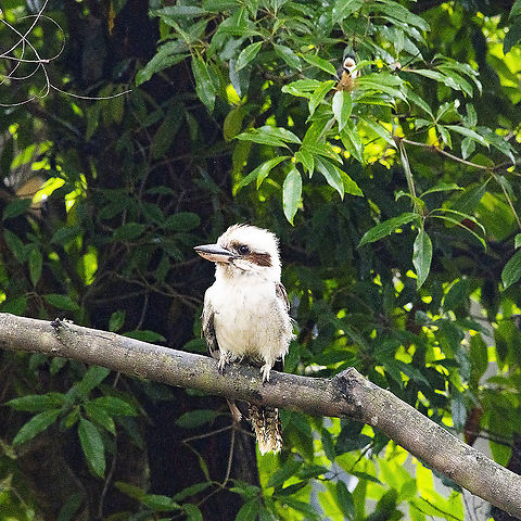 Laughing Kookaburra and Eastern Spinebill mate. Of the 2 species of kookaburra found in Australia, the laughing kookaburra is the best-known and the largest of the native kingfishers. With its distinctive riotous call, the laughing kookaburra is commonly heard in open woodlands and forests throughout NSW national parks, making these ideal spots for bird watching.

https://www.nationalparks.nsw.gov.au/plants-and-animals/kookaburra

 Australia,Dacelo novaeguineae,Geotagged,Laughing Kookaburra,Spring