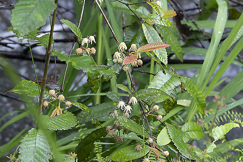 Serrated leaves near water - Callicoma serratifolia - 'Black Wattle'  Australia,Callicoma,Callicoma serratifolia,Geotagged,Spring
