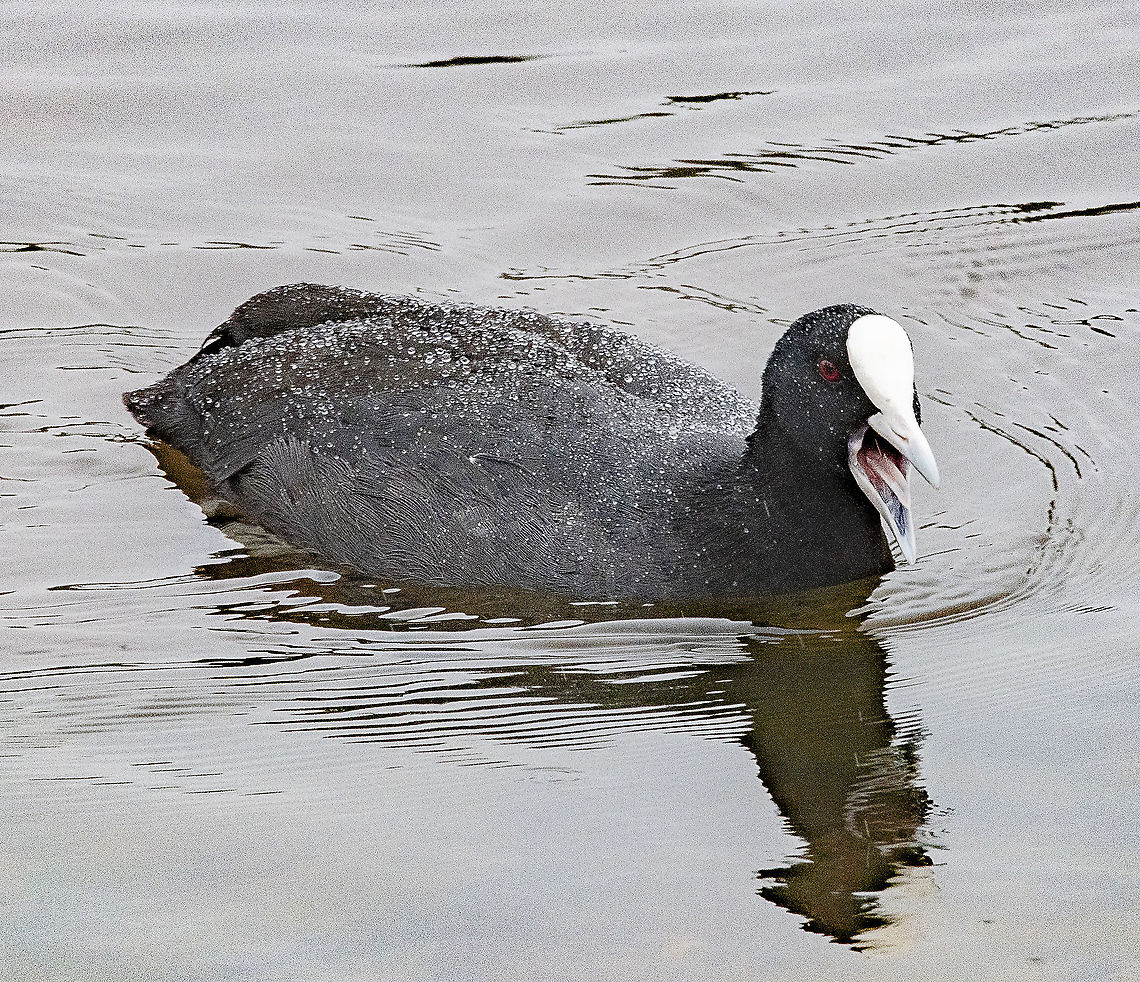 Cute Coot Tooting Say it ten times lol<br />
I have never noticed the tongue before Australia,Eurasian coot,Fulica atra,Geotagged,Spring
