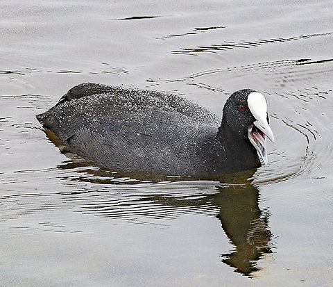 Cute Coot Tooting Say it ten times lol
I have never noticed the tongue before Australia,Eurasian coot,Fulica atra,Geotagged,Spring