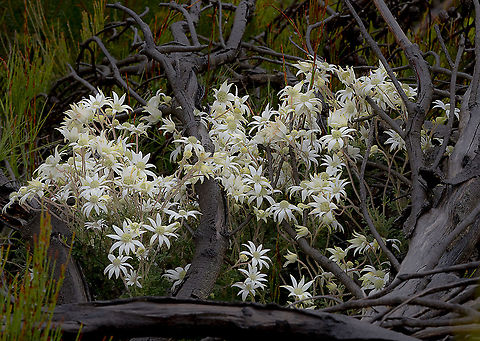 Sydney Flannel Flowers in the mist  Actinotus helianthi,Australia,Flannel Flower,Geotagged,Spring