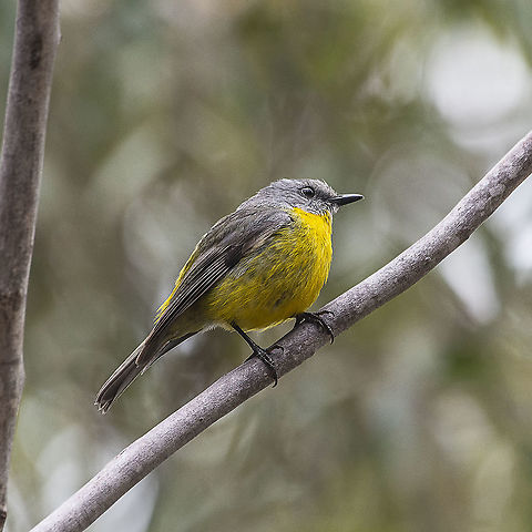 Eastern Yellow Robin  Australia,Eastern Yellow Robin,Eopsaltria australis,Geotagged,Spring