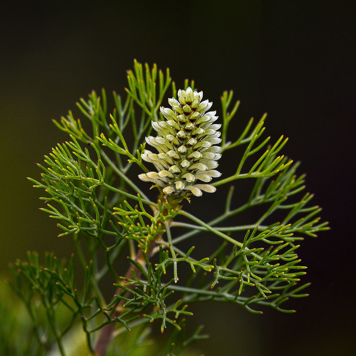 Pretty Petrophile Pulchella - The conesticks  Conesticks,Geotagged,Petrophile pulchella,Spring