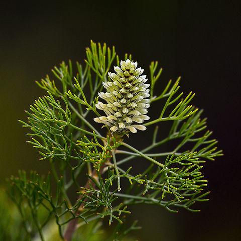 Pretty Petrophile Pulchella - The conesticks  Conesticks,Geotagged,Petrophile pulchella,Spring