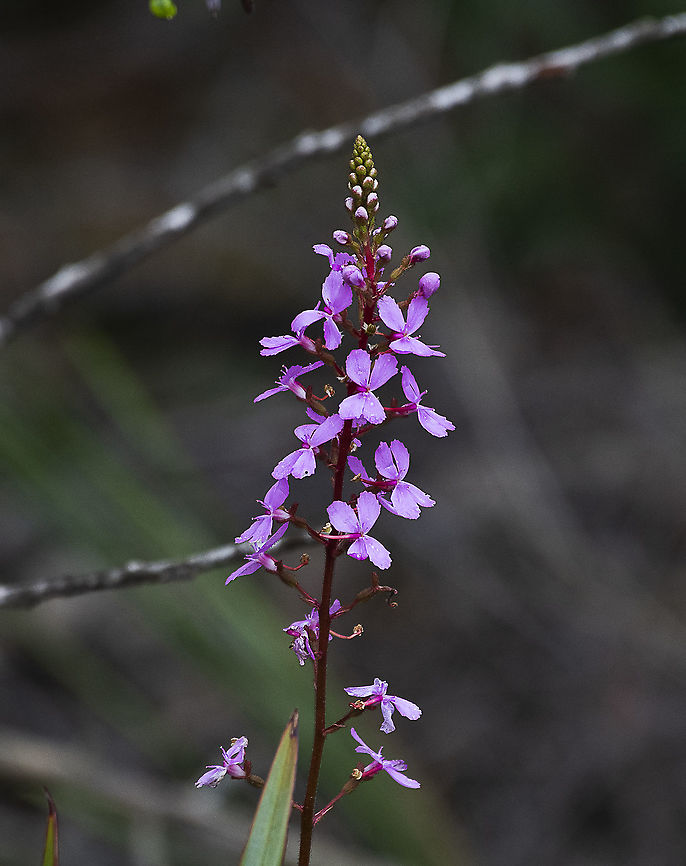 Stylidium productum - Trigger plant There are 11 species of the Stylidium genus in NSW with 4 in the Blue Mountains. Although their flowers look similar, the different species are distinguished by their leaves.<br />
The hammer-like trigger (column) is used to pollinate any insect that lands on the flower.<br />
<br />
<a href="https://www.waratahsoftware.com.au/wpr-flora-bluemountains-smaller.shtml" rel="nofollow">https://www.waratahsoftware.com.au/wpr-flora-bluemountains-smaller.shtml</a> Australia,Book Triggerplant,Geotagged,Spring,Stylidium productum