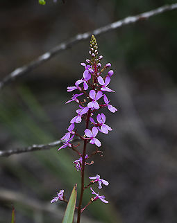 Stylidium productum - Trigger plant There are 11 species of the Stylidium genus in NSW with 4 in the Blue Mountains. Although their flowers look similar, the different species are distinguished by their leaves.
The hammer-like trigger (column) is used to pollinate any insect that lands on the flower.

https://www.waratahsoftware.com.au/wpr-flora-bluemountains-smaller.shtml Australia,Book Triggerplant,Geotagged,Spring,Stylidium productum