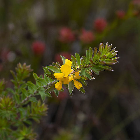 Pultenaea canescens - Plumed Bush Pea Only found in the upper Blue Mountains, it is identified by its hairy concave leaves and yellow keel. Its bracteole is reddish brown which helps distinguish it from P. tuberculata (which has a red keel). 

https://www.waratahsoftware.com.au/wpr-flora-bluemountains-peaflowers.shtml Australia,Geotagged,Plumed bush-pea,Pultenaea canescens,Spring