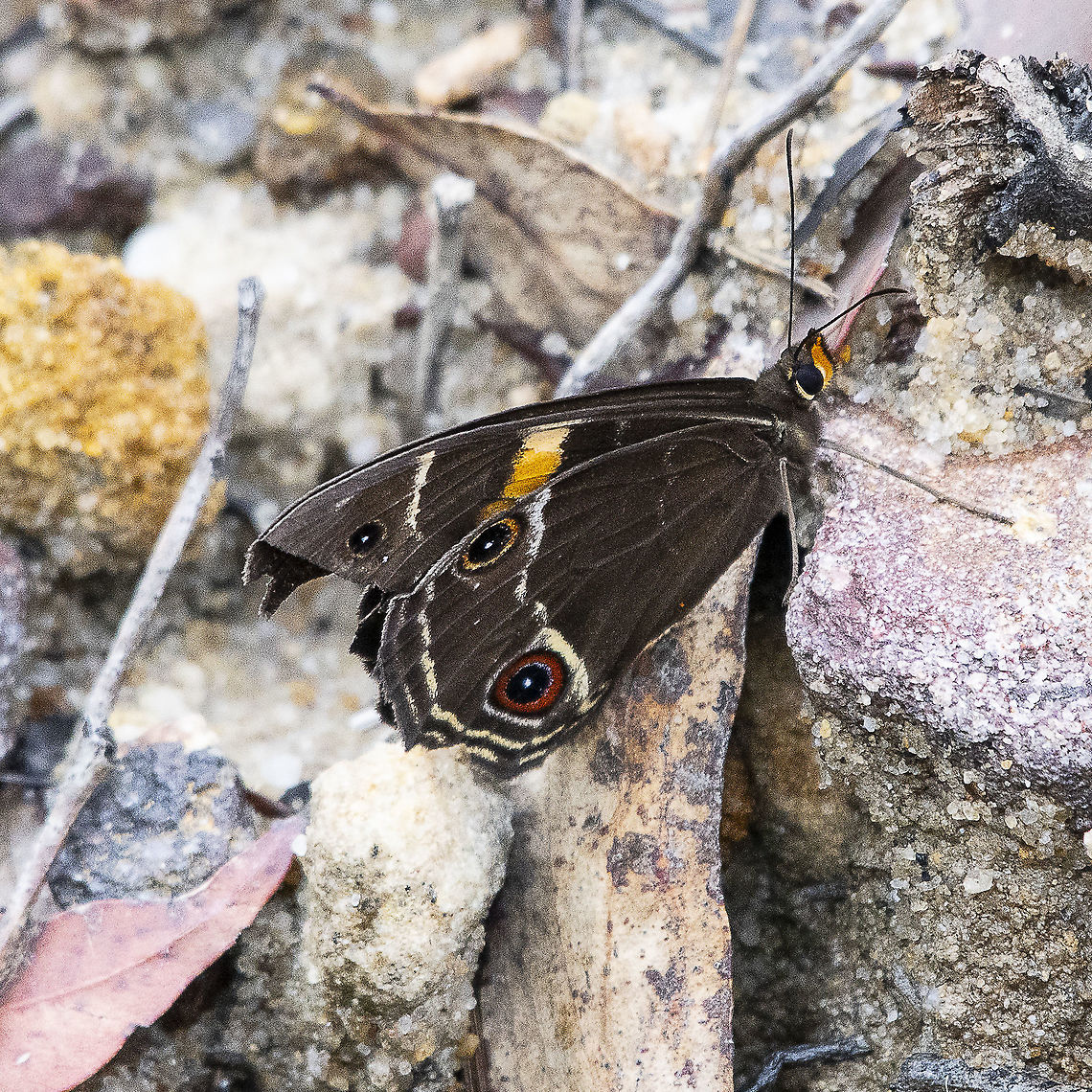 Tisiphone abeona - Swordgrass Brown - Underwing  Swordgrass brown,Tisiphone abeona